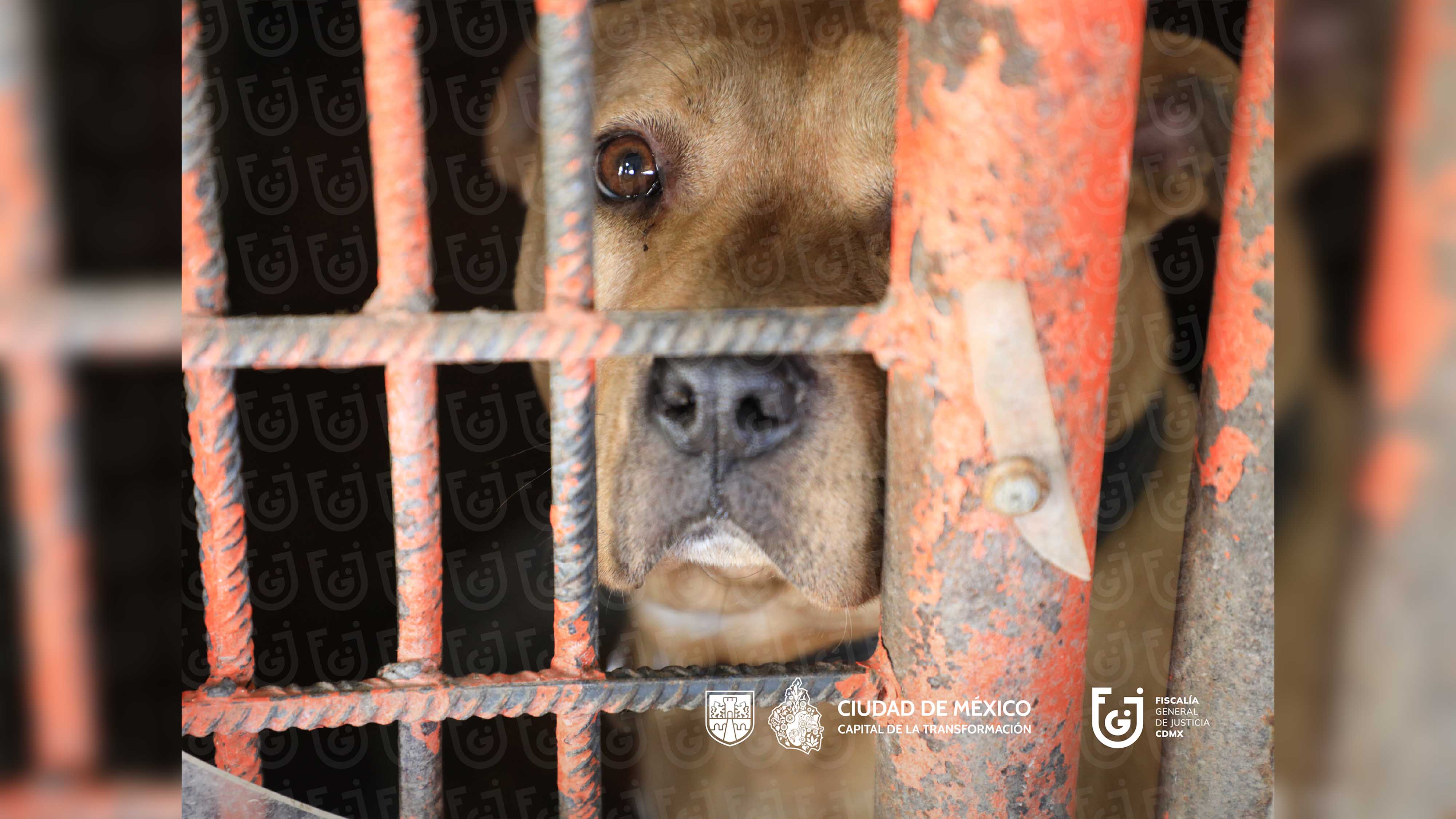 FGJCDMX Indicio RefugioF 7ene14.jpg