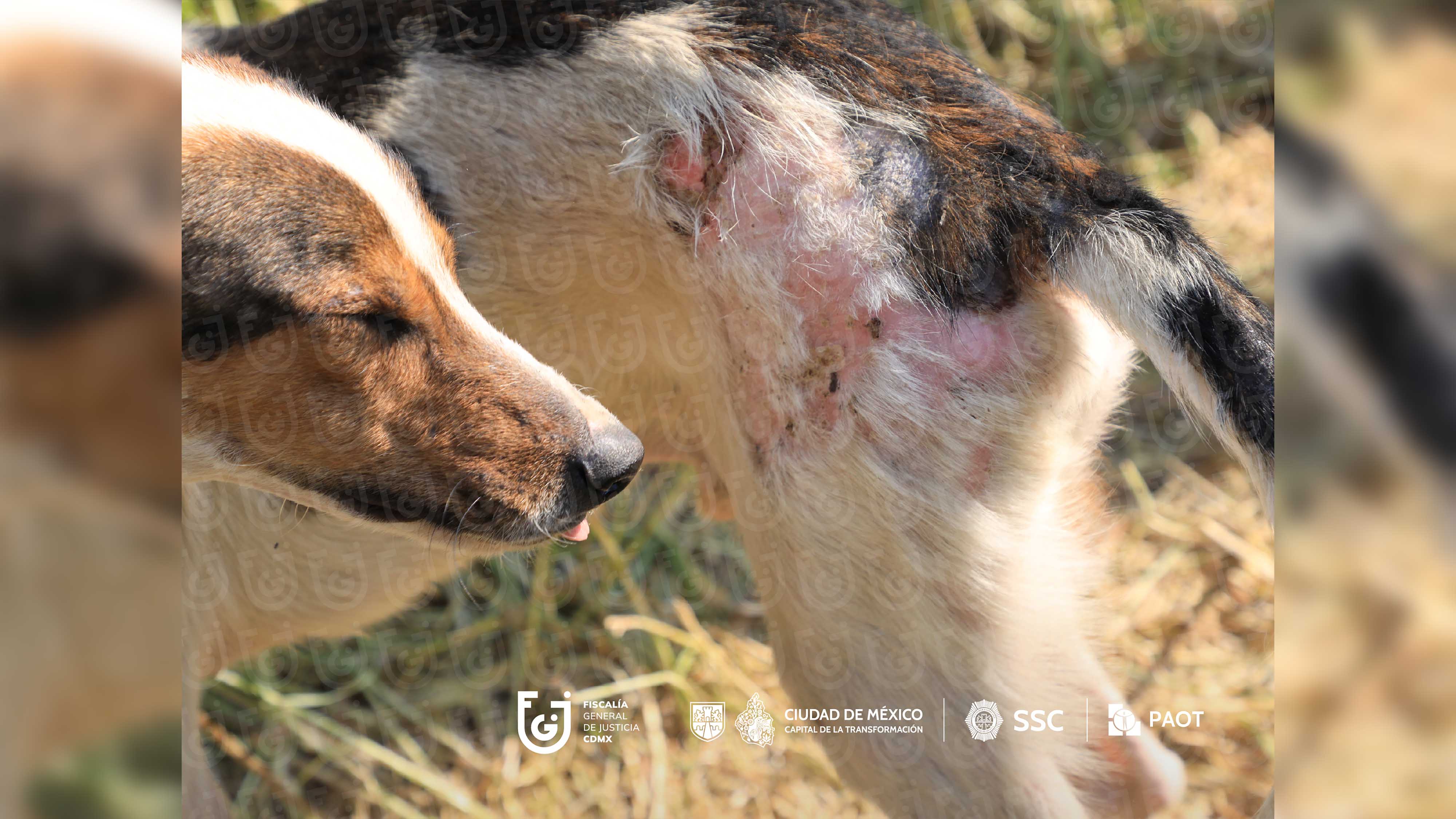 FGJCDMX Caso Refugio Franciscano -1.jpg