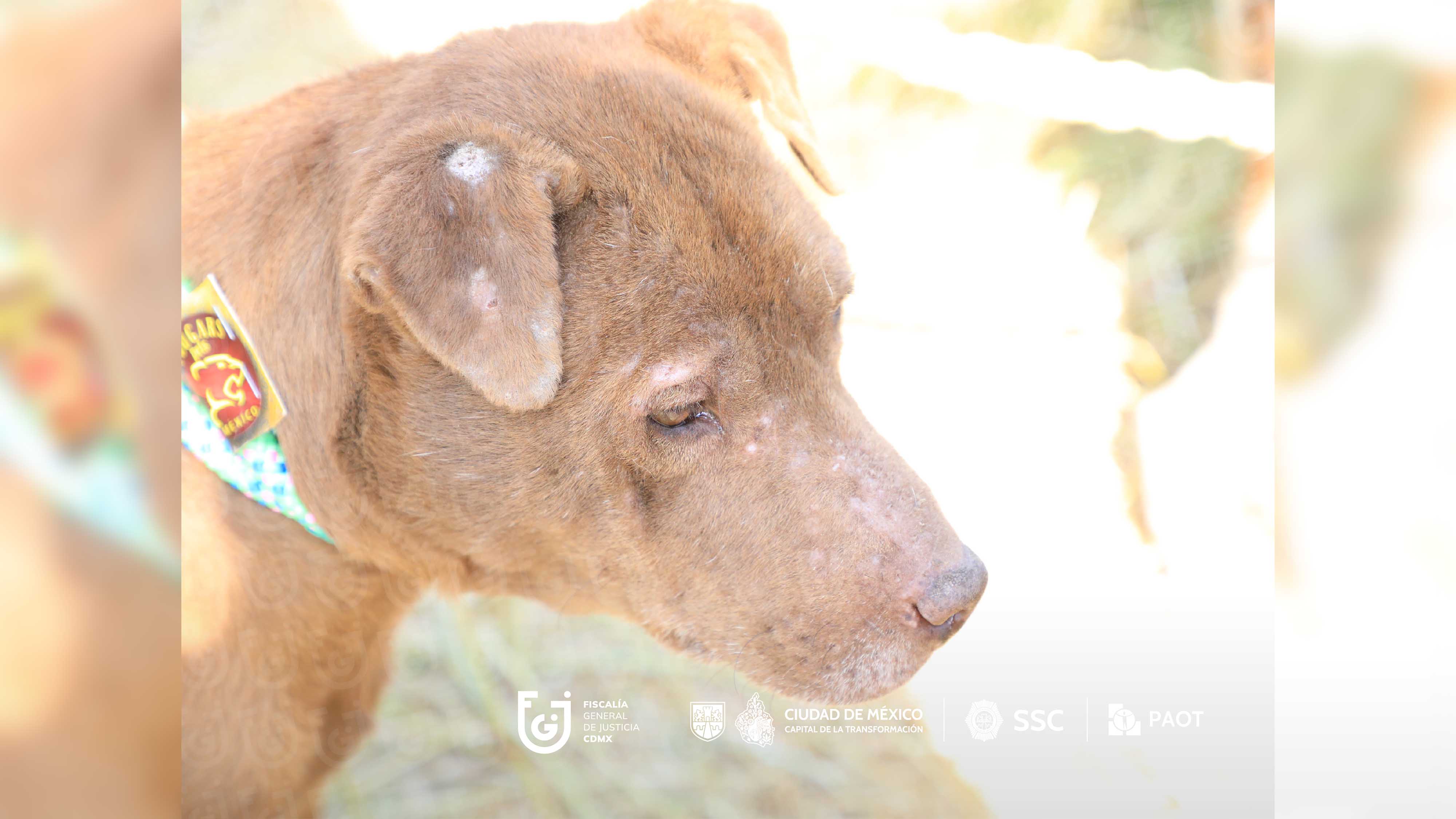 FGJCDMX Caso Refugio Franciscano -2.jpg