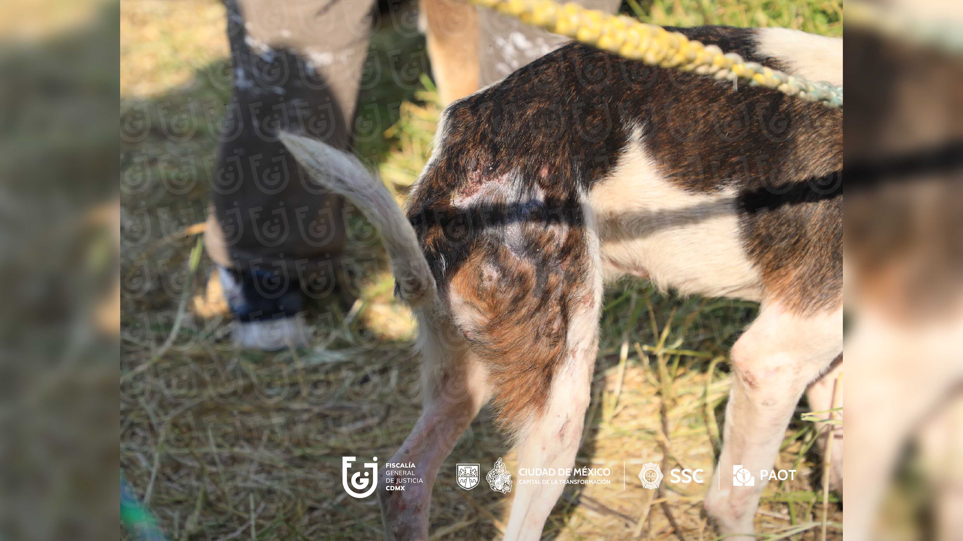 FGJCDMX Caso Refugio Franciscano -3.jpg