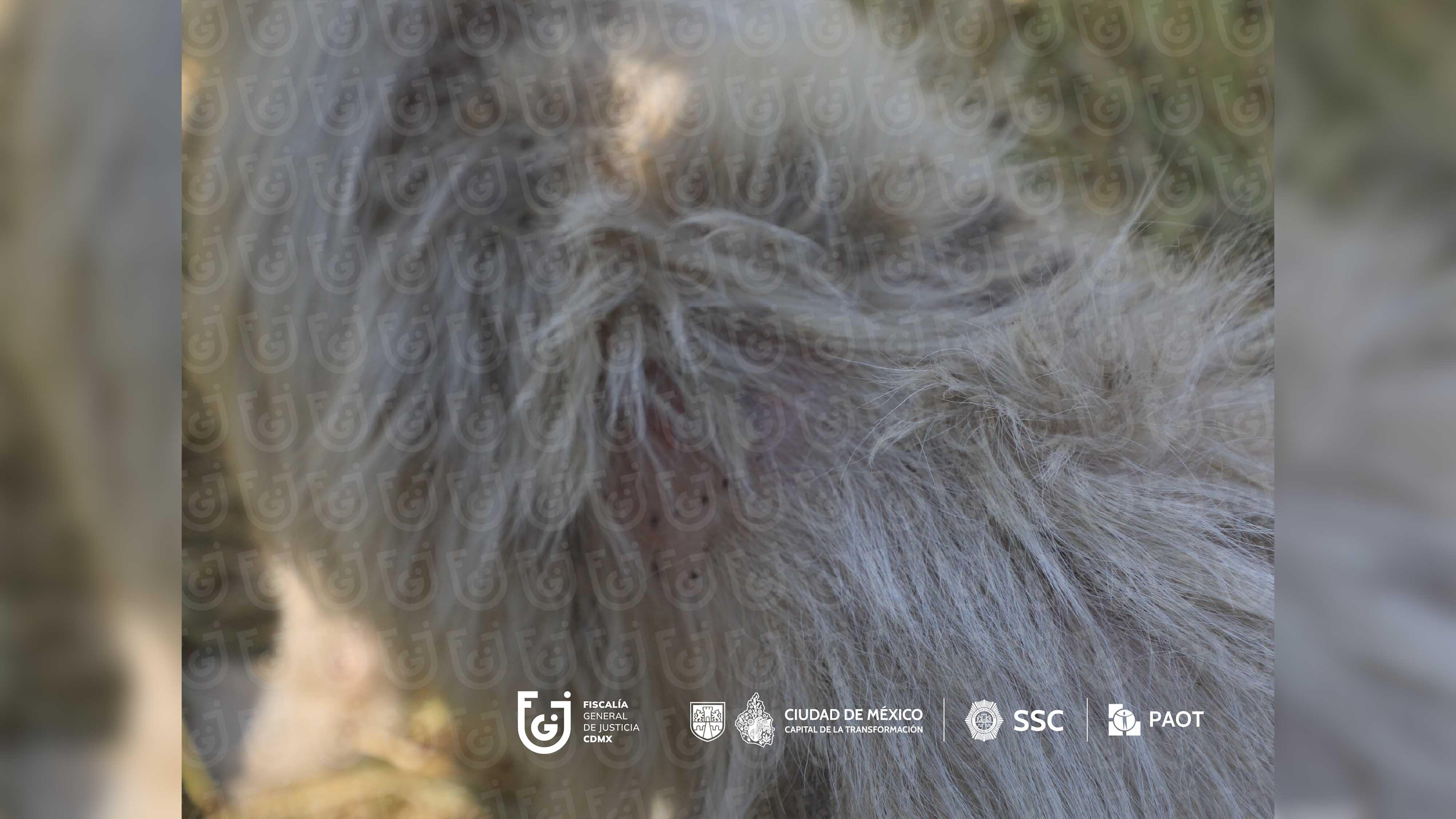 FGJCDMX Caso Refugio Franciscano -4.jpg