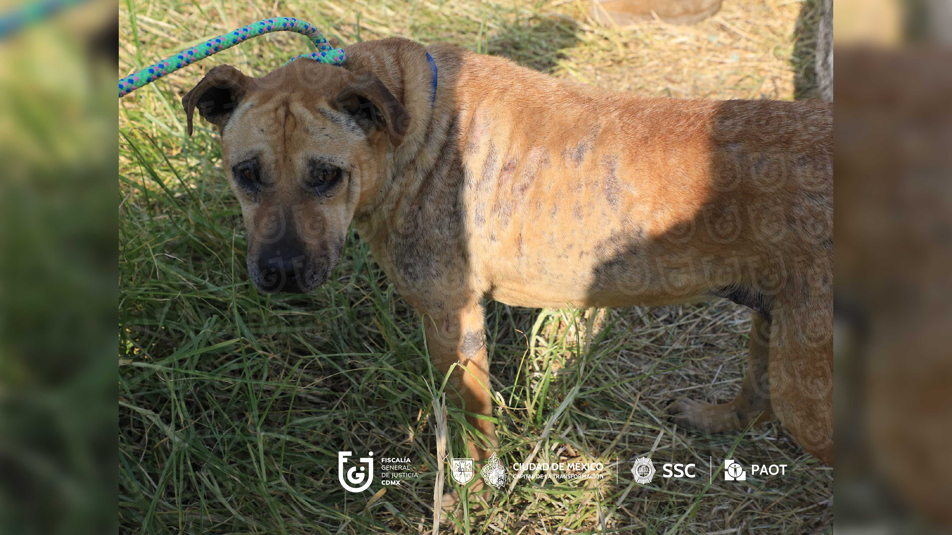 FGJCDMX Caso Refugio Franciscano -5.jpg