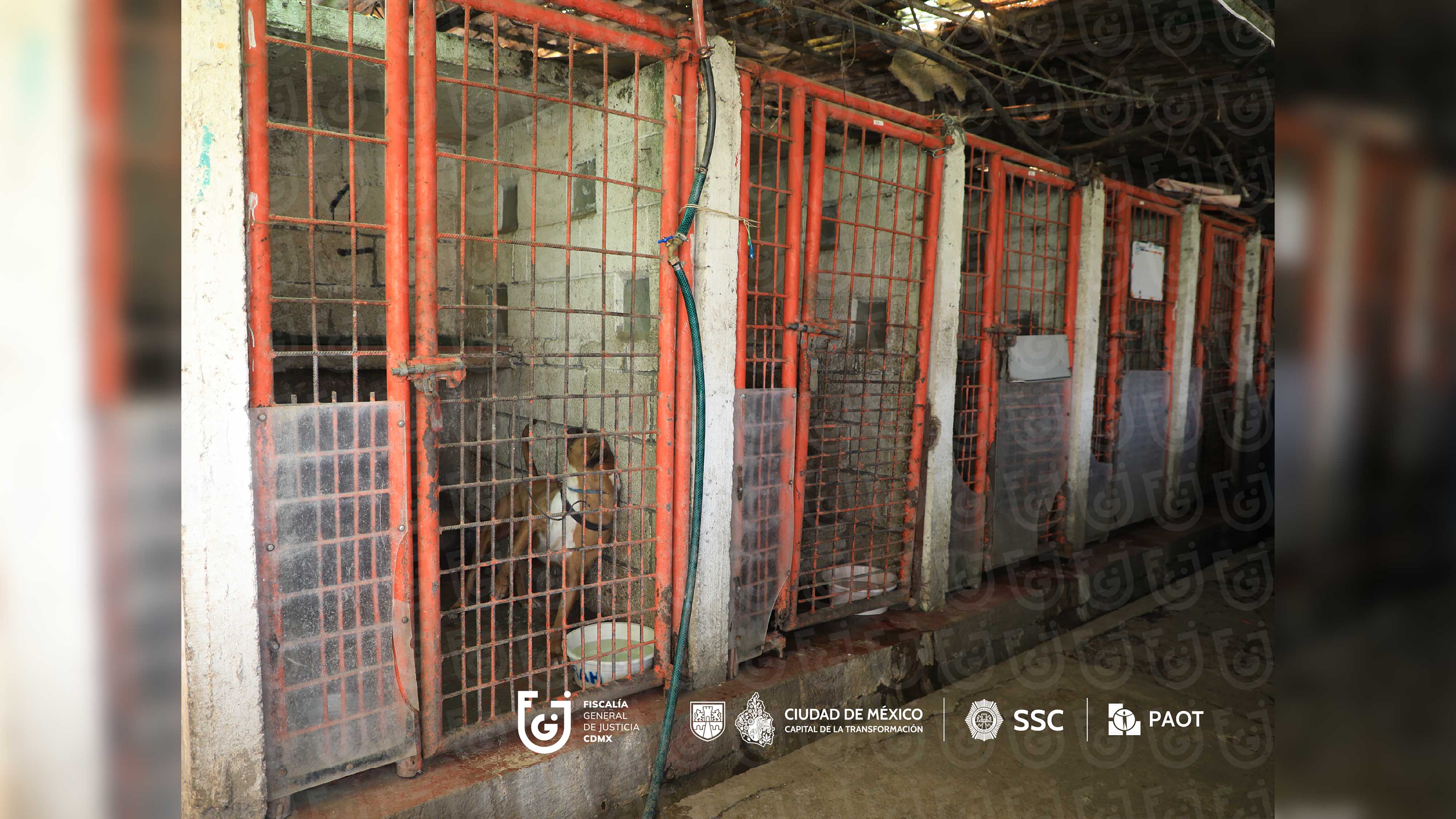 FGJCDMX Caso Refugio Franciscano -6.jpg