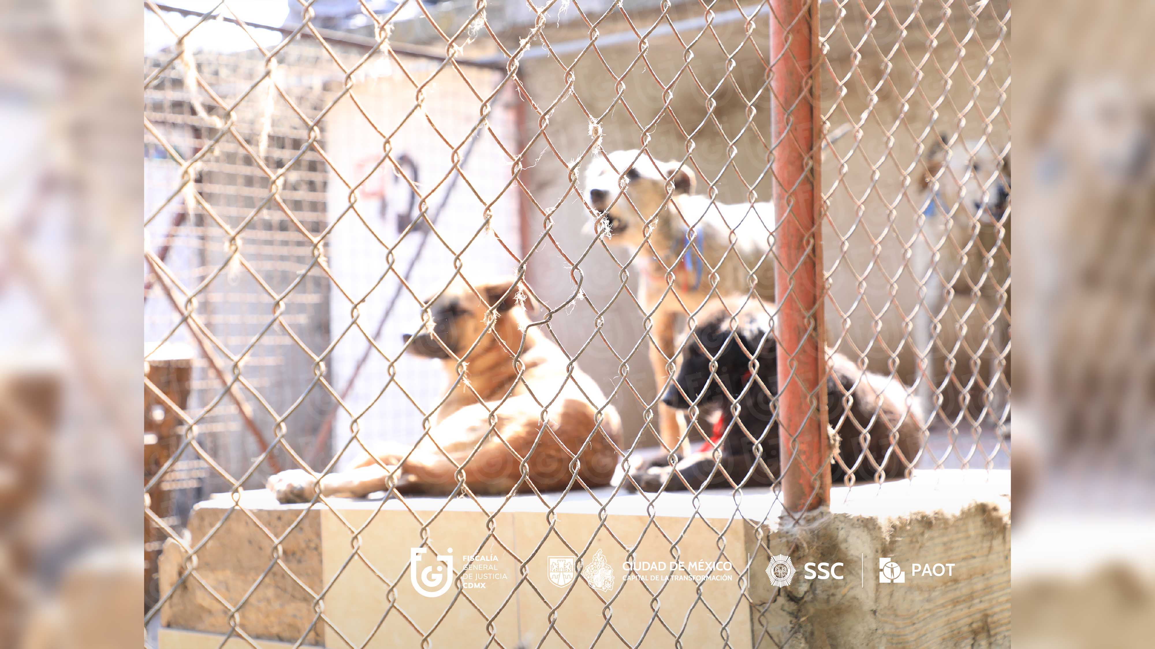 FGJCDMX Caso Refugio Franciscano -8.jpg