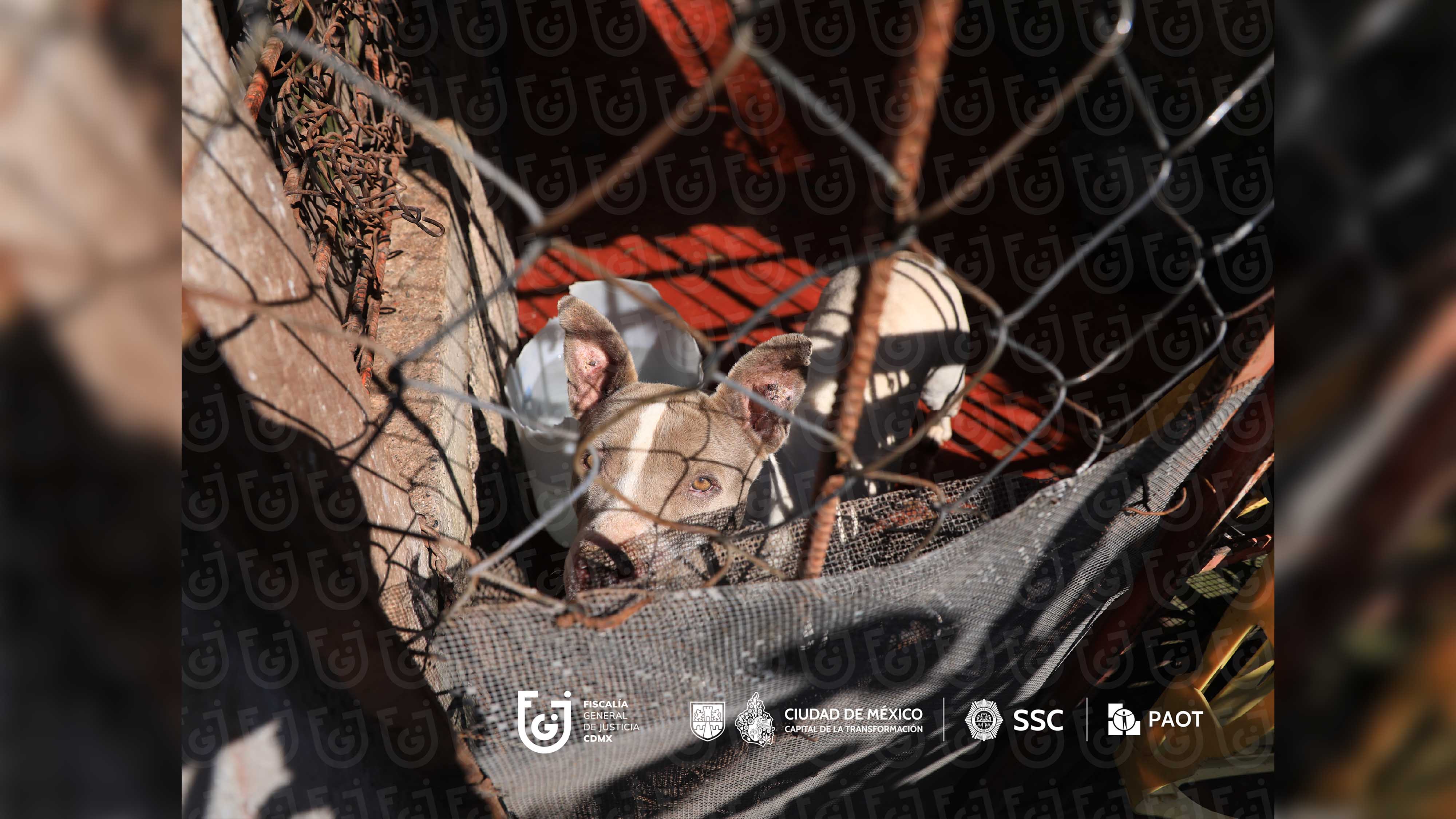 FGJCDMX Caso Refugio Franciscano -10.jpg