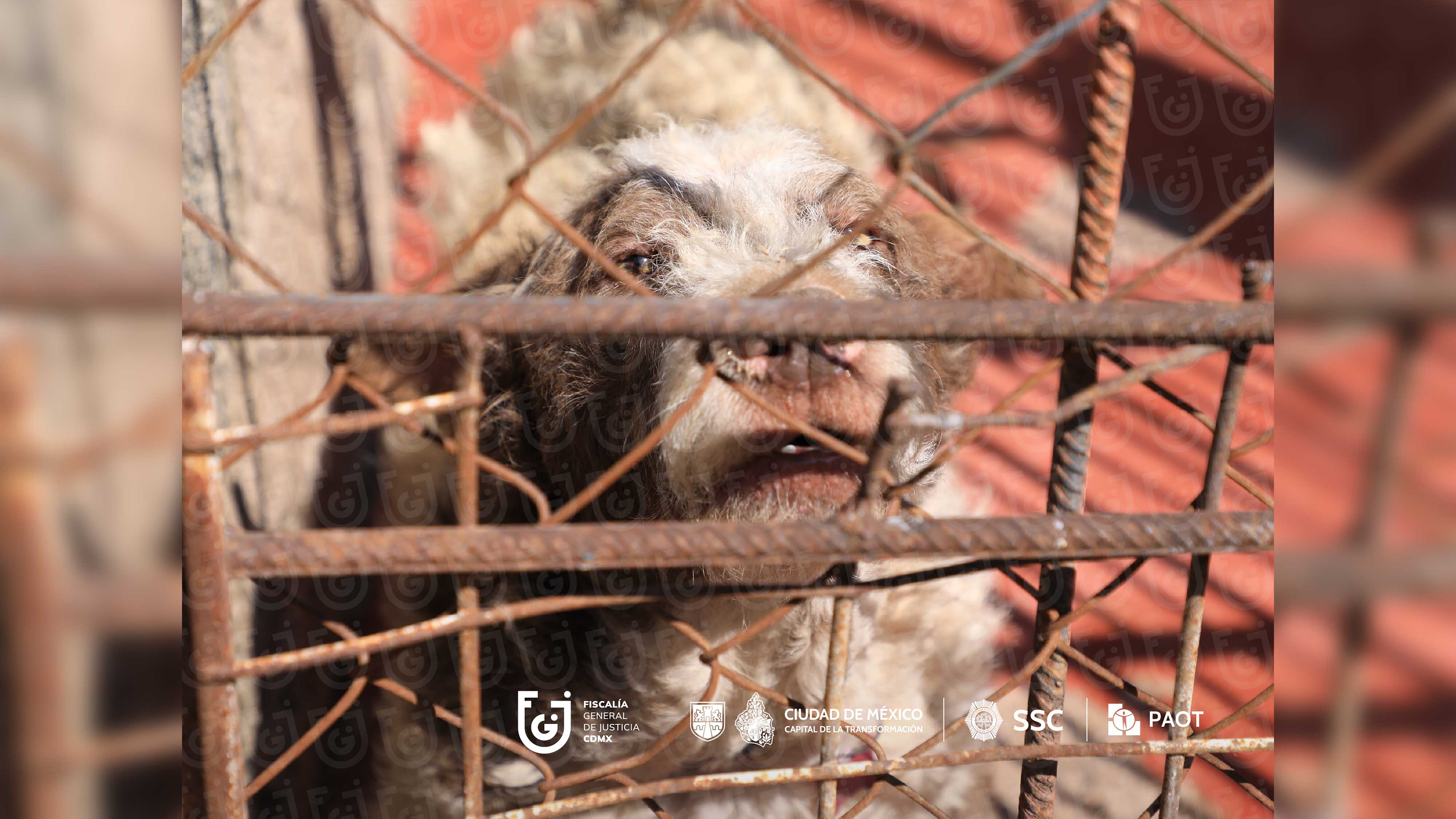 FGJCDMX Caso Refugio Franciscano -11.jpg