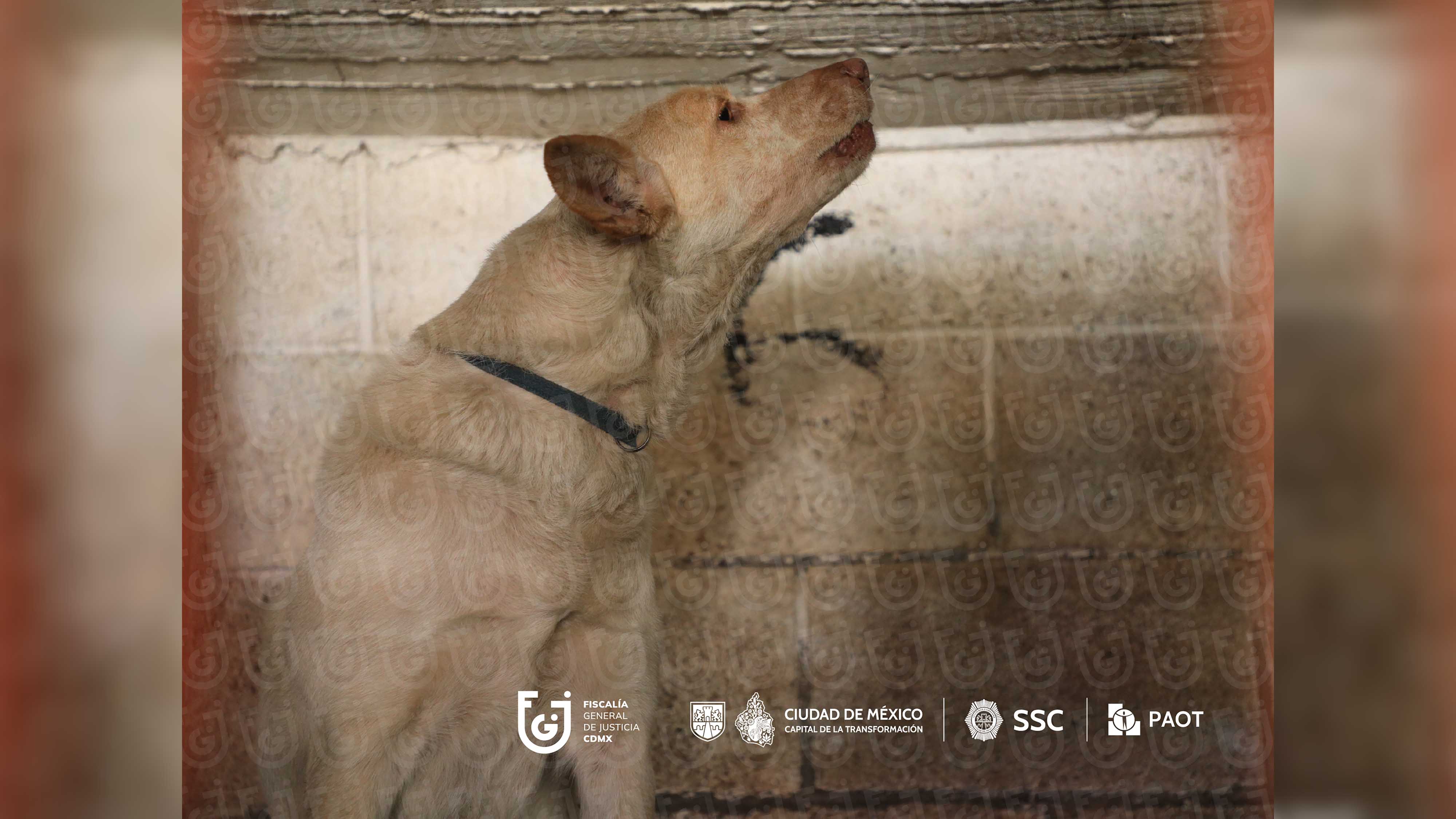 FGJCDMX Caso Refugio Franciscano -12.jpg