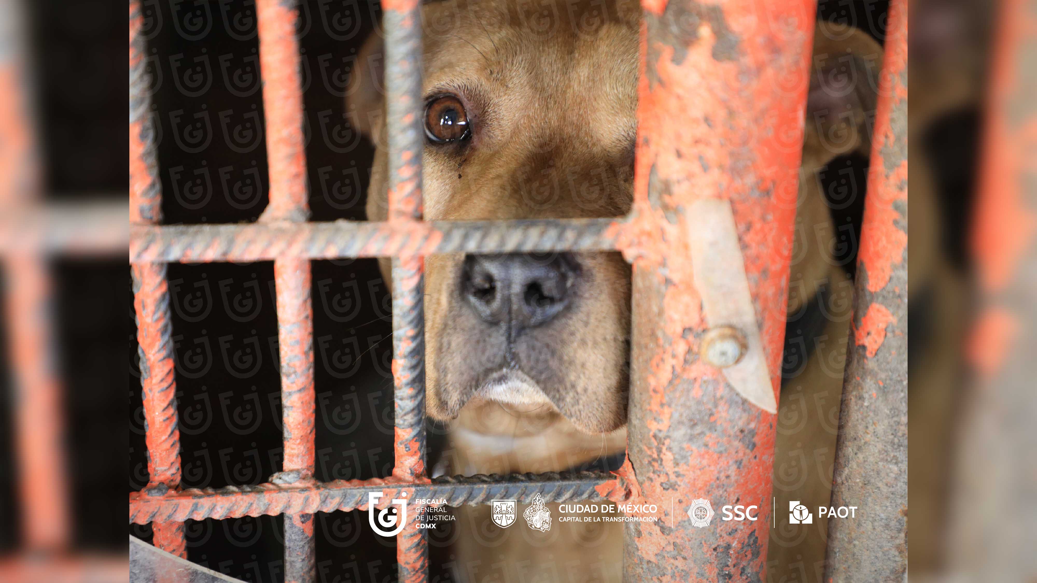 FGJCDMX Caso Refugio Franciscano -13.jpg