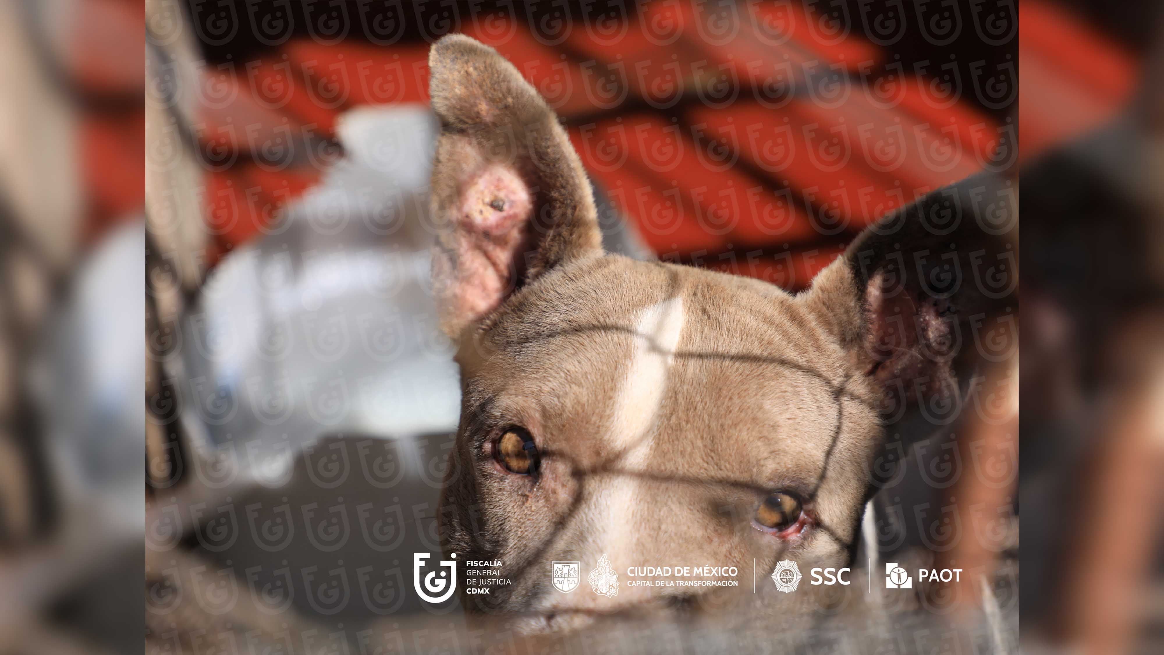 FGJCDMX Caso Refugio Franciscano -16.jpg